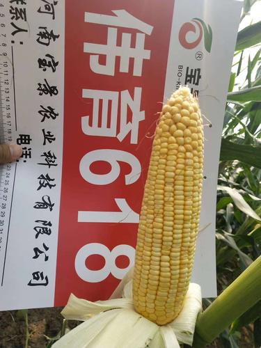 国审伟育618,高产品种典范!