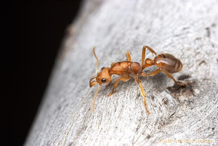 【蚂美专辑】千万年的霞光:大眼响蚁(nothomyrmecia macrops)