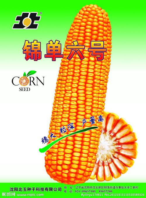 锦单玉米种子图片