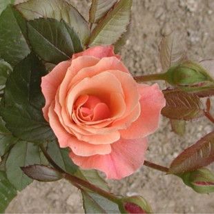 盆栽植物 花卉微型玫瑰苗 橘色 钻石月季 3年苗 芳香花