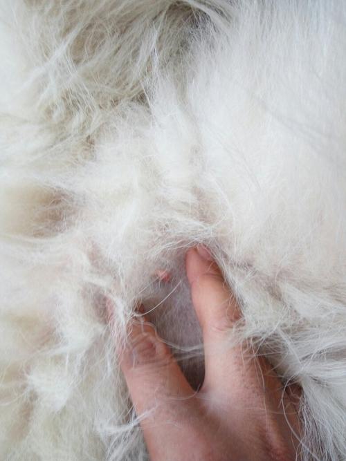 怀孕35天的狗狗乳头,这种颜色,不知道配准没有,两张照片,一张最后的