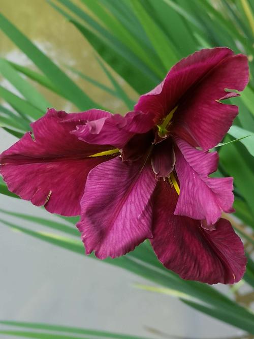 鸢尾花