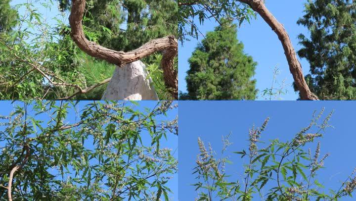 苍劲少见的黄荆树