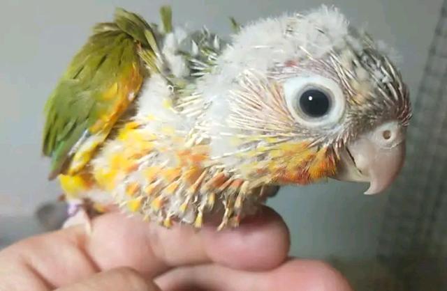 新规发布在即,饲养小太阳鹦鹉还需低调!