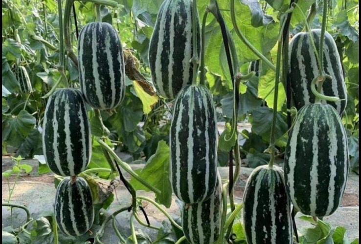 脆蜜沙9号甜瓜种子 超越博洋上一代品种