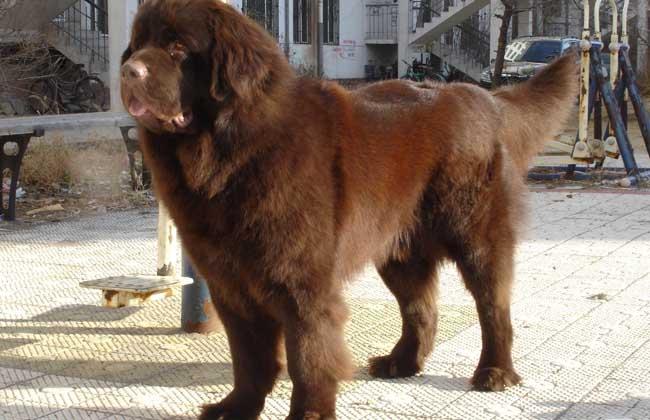 纽芬兰犬图片大全