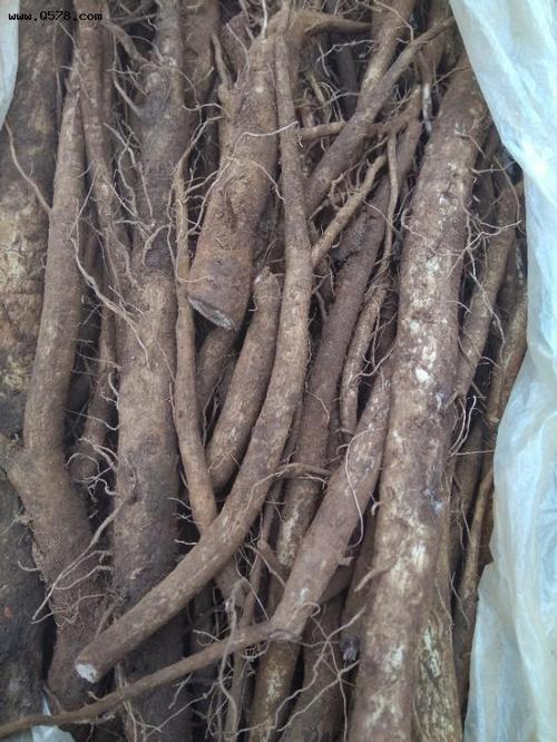 马刺根是一种什么植物有什么功效