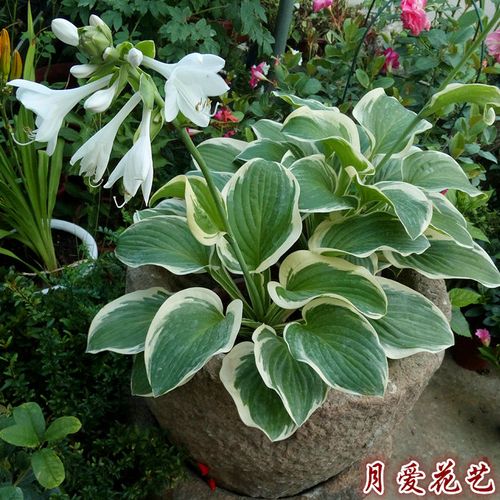 玉簪花苗多年生宿根耐阴耐热耐寒叶又观花植物时令草本花卉