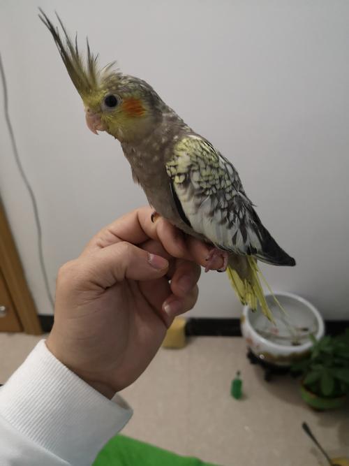 珍珠玄凤鹦鹉,刚买回来想请大神帮帮忙看看公母