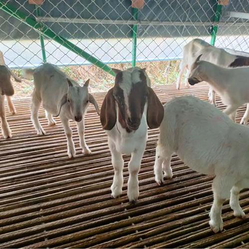 山东纯波尔山羊多少钱一只-闫战士养殖-河北网络广播电台行业咨讯列表