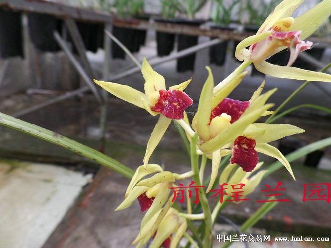 蕙兰红舌-开花2母苗特价(010)