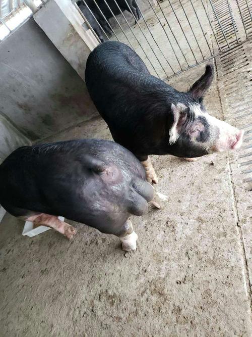 巴克夏公猪 60斤以上