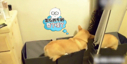 萌宠gif柯基gif盒子gif掉入gif蠢萌gif搞笑gif