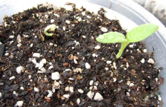 天竺葵养殖方法天竺葵播种与管理