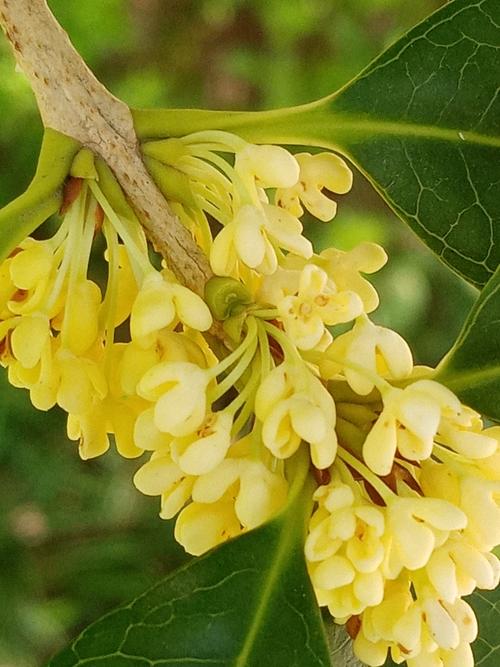 人们常言:"八月桂花,十里飘香"真是不假,小区的