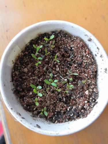 金钱菊已经发芽了