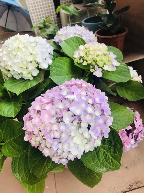 不同颜色的绣球花_绣球花_家居家装_家居装饰