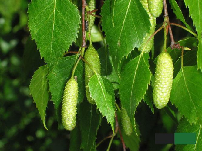 晚秋风凉走北疆8喀纳斯河月亮湾