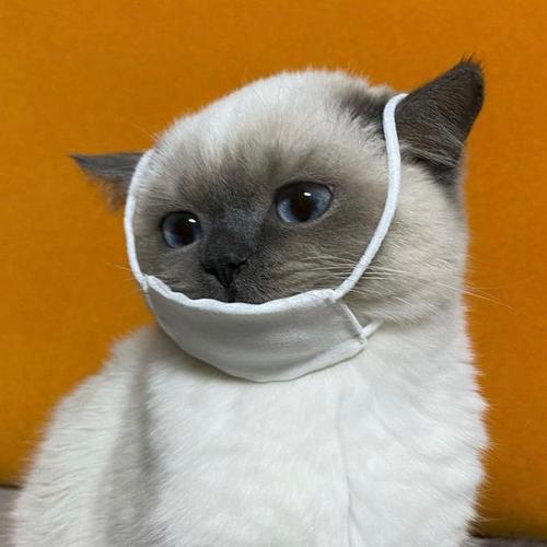 萌宠头像煤炭球猫猫真的太可爱啦