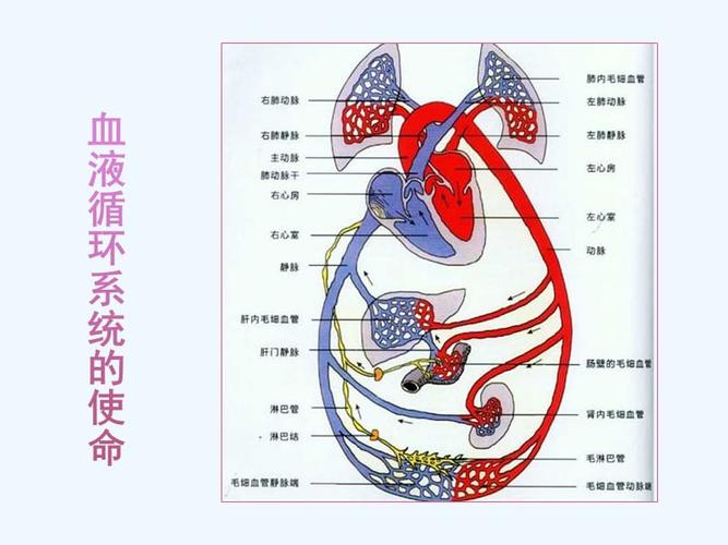 生物人教版七年级下册血液循环系统的组成.pptx