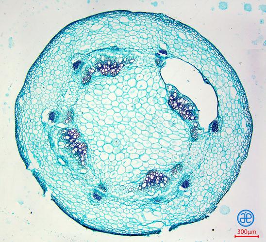 显微世界6双子叶植物茎横切显微视图
