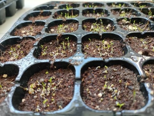 冰岛虞美人发芽了_虞美人_冰岛_家居家装_家居装饰