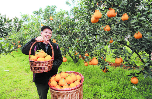 成都水果大县蒲江蝶变背后的"电商密码"