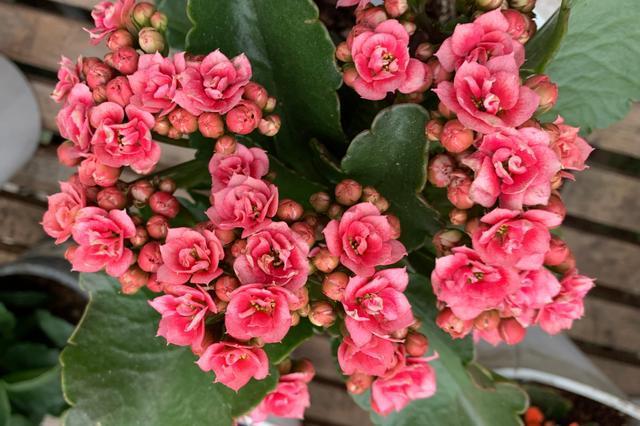 粉星长寿花粉色重瓣大花玫瑰叶2021年的新品种长寿花