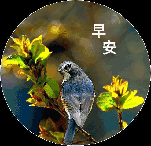 最美秋天枫叶早上好图片带字早安关心问候暖心祝福语