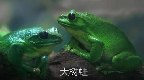 这是什么东西啊