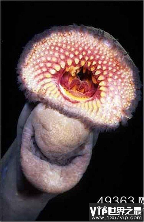 各种千年老鱼怪 异型鱼图片_vip世界之最