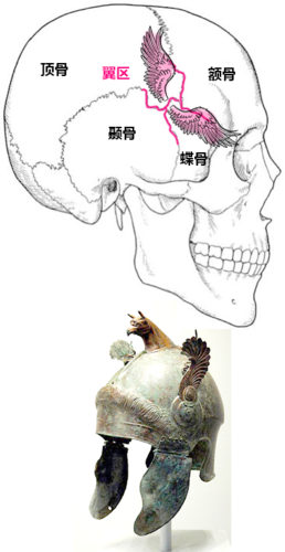 为了记住各种解剖学特征,我们成了表情包之友