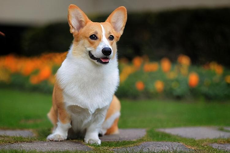纯种柯基犬的正常价格