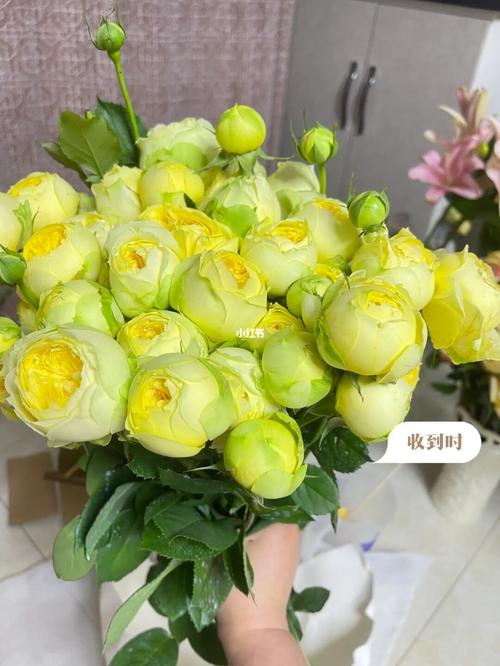 多头玫瑰·凯特琳娜_鲜花_包子_点缀生活的鲜花_家居家装_家居装饰