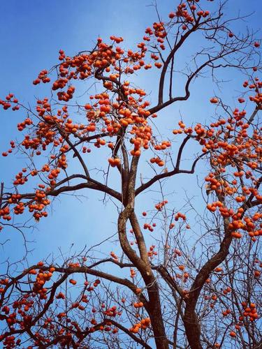 火红的柿子也是一道美丽的风景线!