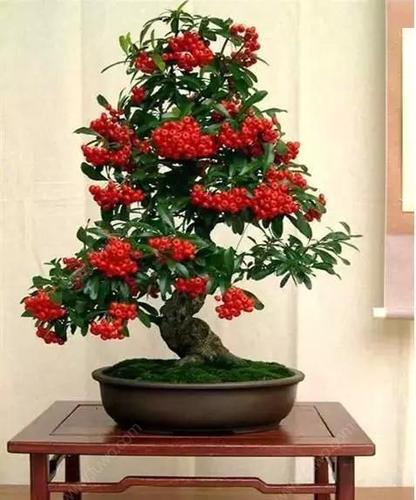 最贵的火棘盆景多少钱?