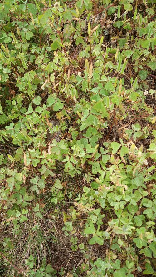 包邮潮汕青草药野生现采新鲜盐酸鸡酸味草酸藤仔咸酸草