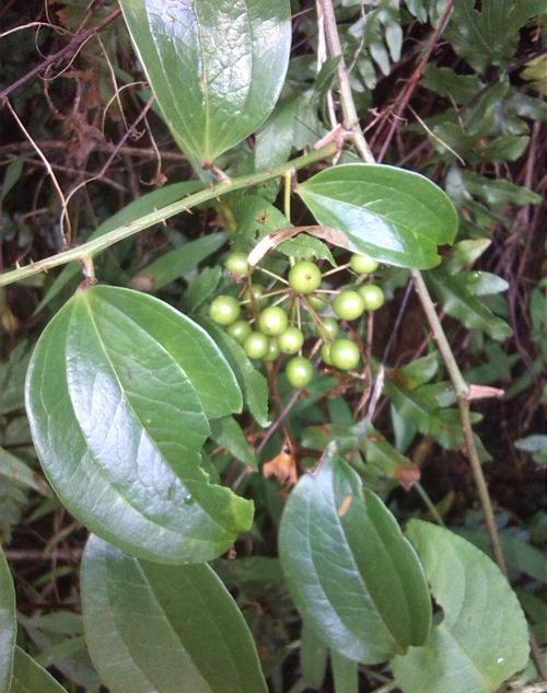 金刚藤对人体也是有很多好处的,尤其是老人,老人常常喝金刚藤