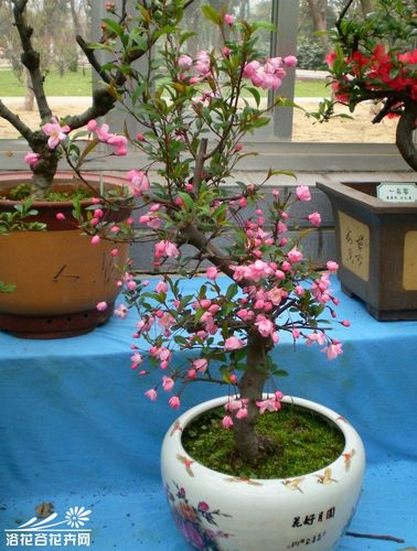 垂丝海棠盆景图片