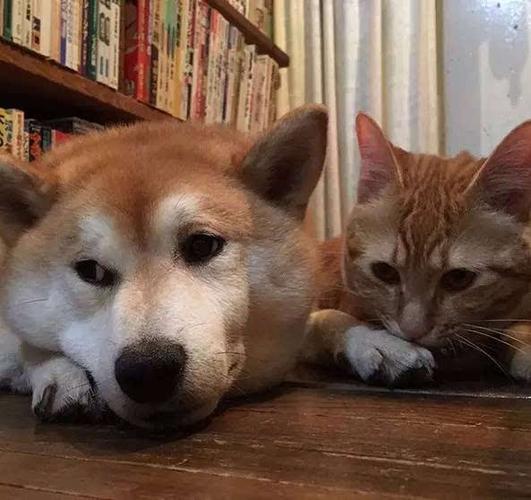 橘猫和柴犬的cp感原来可以这么强?简直配一脸啊!