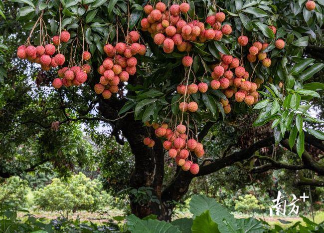 再获殊荣高州荔枝上榜粤字号百县百品优秀品牌
