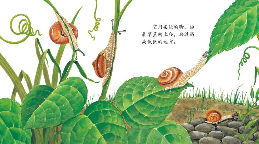 儿童绘本故事推荐《蜗牛》