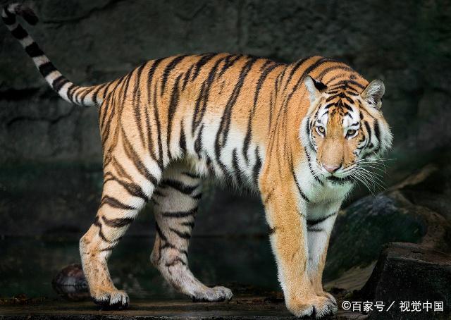 老虎的生活习性(六)