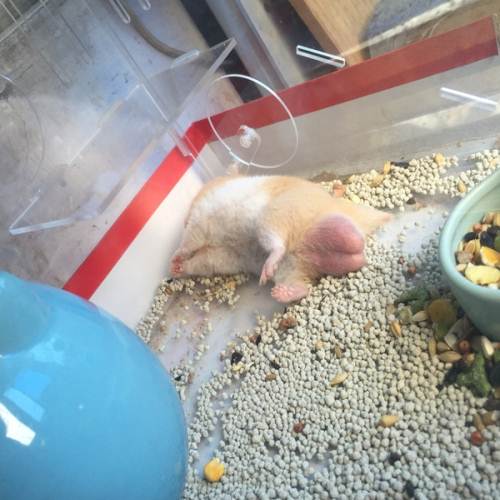 单层大号鼠笼,加两只金丝熊,一只图2公的,一只图5母的