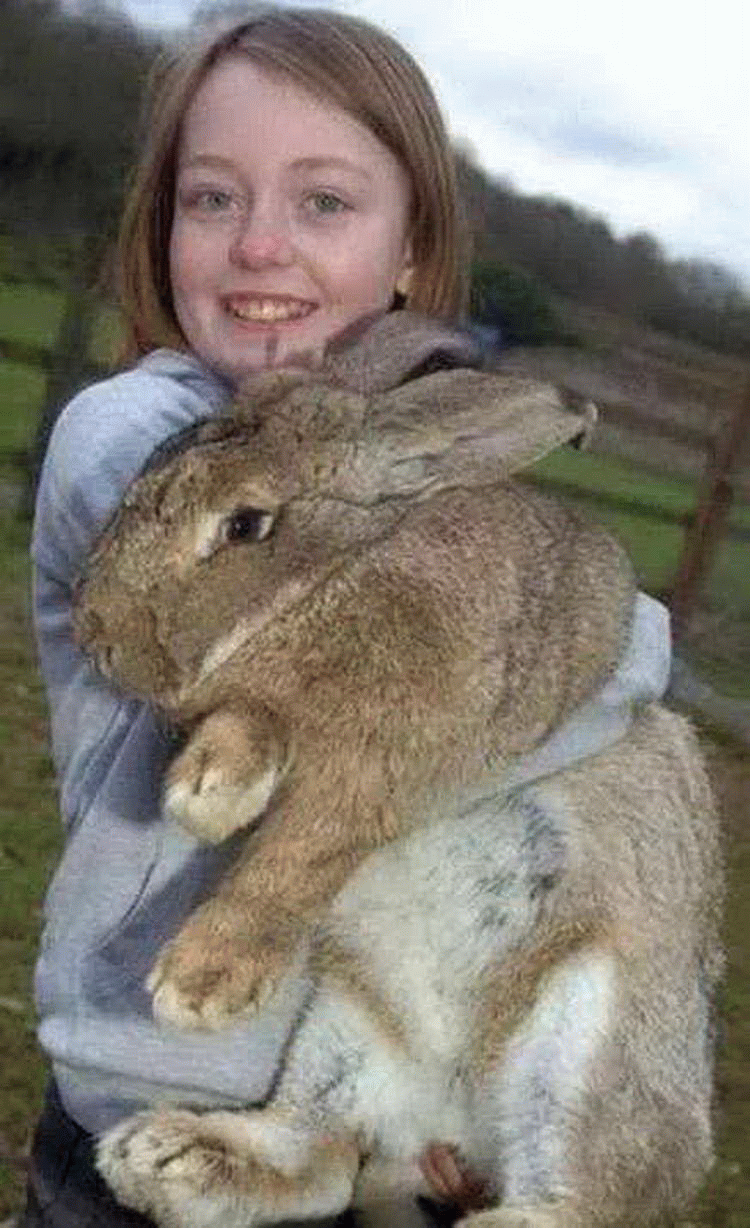 世界上最大的动物是什么?青蛙重达3公斤,龙虾长达1米多!