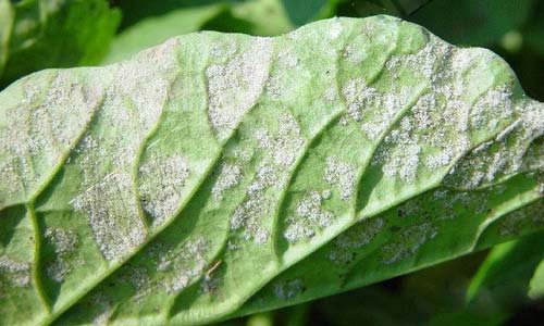 应对萝卜霜霉病有什么措施?防治萝卜霜霉病应对措施