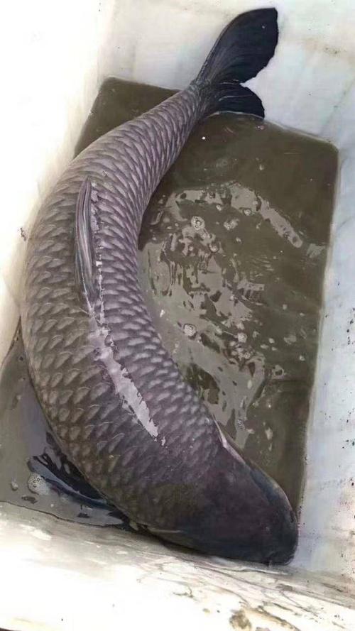 [青鱼批发]大青鱼价格13元/斤 - 惠农网