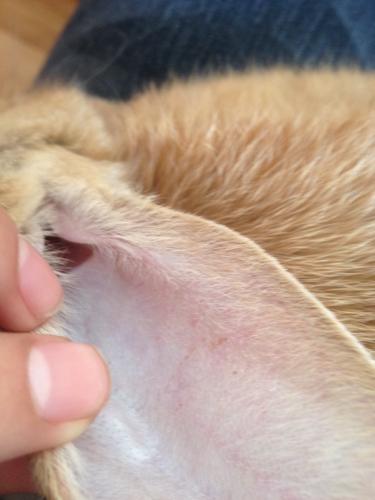 兔子耳朵内有一点结痂 伤口 总是挠耳朵 晃脑袋 是不是得了耳螨