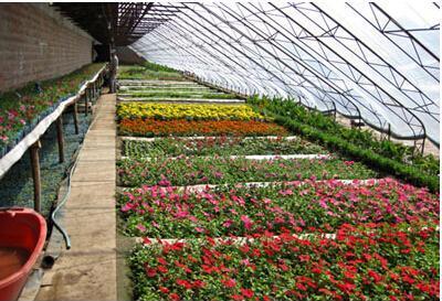 最新花卉温室大棚设计 找利源! 山东花卉温室大棚建造报价