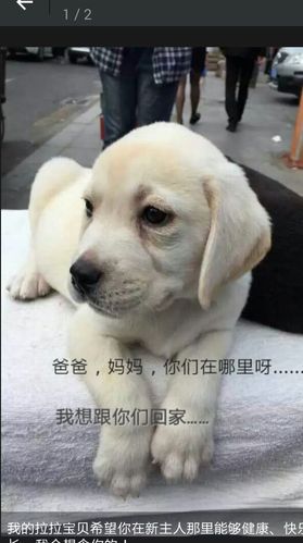 沈阳哪有正规的宠物狗专卖店?